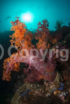 Carnation coral;Coral;Dendronephthya sp.;Indonesia;Manado;Marine;Nephtheidae;Orange;Soft coral;Sulawesi;Underwater;Vertical